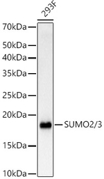SUMO2/SUMO3 Antibody in Western Blot (WB)