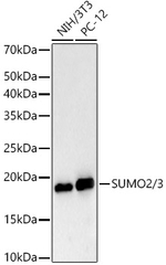 SUMO2/SUMO3 Antibody in Western Blot (WB)