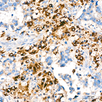 PSAP Antibody in Immunohistochemistry (Paraffin) (IHC (P))