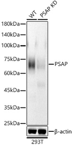 PSAP Antibody in Western Blot (WB)