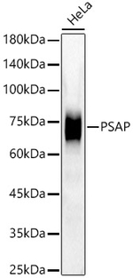 PSAP Antibody in Western Blot (WB)