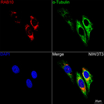 RAB10 Recombinant Rabbit Monoclonal Antibody (8I9Z4)