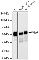 WTAP Antibody in Western Blot (WB)