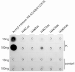 H4K12ac Antibody in Dot Blot (DB)