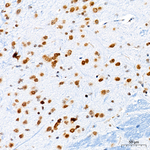 H4K12ac Antibody in Immunohistochemistry (Paraffin) (IHC (P))