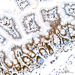 H4K12ac Antibody in Immunohistochemistry (Paraffin) (IHC (P))