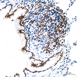 H4K12ac Antibody in Immunohistochemistry (Paraffin) (IHC (P))
