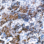 H4K12ac Antibody in Immunohistochemistry (Paraffin) (IHC (P))