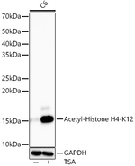 H4K12ac Antibody in Western Blot (WB)