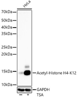 H4K12ac Antibody in Western Blot (WB)