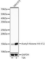 H4K12ac Antibody in Western Blot (WB)