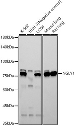 NGLY1 Antibody in Western Blot (WB)