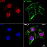 AKT1 Recombinant Rabbit Monoclonal Antibody (1D5A6)