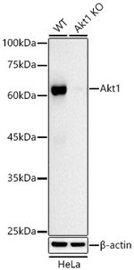 AKT1 Antibody in Western Blot (WB)