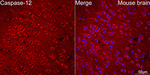 Caspase 12 Antibody in Immunohistochemistry (Paraffin) (IHC (P))