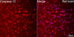 Caspase 12 Antibody in Immunohistochemistry (Paraffin) (IHC (P))