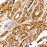 Caspase 12 Antibody in Immunohistochemistry (Paraffin) (IHC (P))