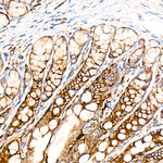 Caspase 12 Antibody in Immunohistochemistry (Paraffin) (IHC (P))