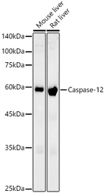 Caspase 12 Antibody in Western Blot (WB)
