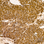 HTR3A Antibody in Immunohistochemistry (Paraffin) (IHC (P))