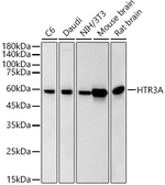 HTR3A Antibody in Western Blot (WB)