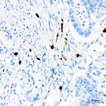 ALOX15 Antibody in Immunohistochemistry (Paraffin) (IHC (P))