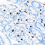 ALOX15 Recombinant Rabbit Monoclonal Antibody (2E2P10)