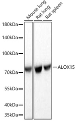 ALOX15 Antibody in Western Blot (WB)