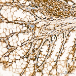 YTHDC1 Antibody in Immunohistochemistry (Paraffin) (IHC (P))