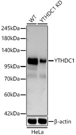 YTHDC1 Antibody in Western Blot (WB)
