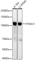 YTHDC1 Antibody in Western Blot (WB)