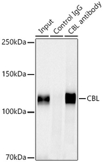 c-Cbl Antibody in Immunoprecipitation (IP)