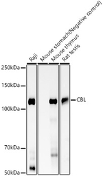 c-Cbl Antibody in Western Blot (WB)