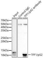 TFF1 Antibody in Immunoprecipitation (IP)