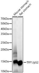 TFF1 Antibody in Western Blot (WB)