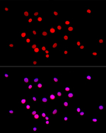 Histone H4 Recombinant Rabbit Monoclonal Antibody (6W3B1)