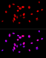 Histone H4 Antibody in Immunocytochemistry (ICC/IF)