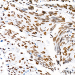Histone H4 Antibody in Immunohistochemistry (Paraffin) (IHC (P))