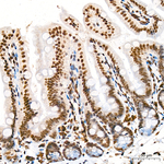 Histone H4 Antibody in Immunohistochemistry (Paraffin) (IHC (P))