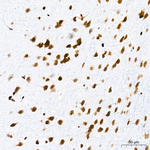 Histone H4 Antibody in Immunohistochemistry (Paraffin) (IHC (P))