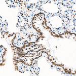 Histone H4 Antibody in Immunohistochemistry (Paraffin) (IHC (P))