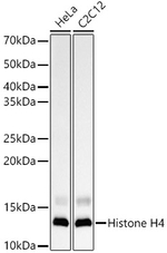 Histone H4 Antibody in Western Blot (WB)