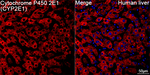 CYP2E1 Antibody in Immunohistochemistry (Paraffin) (IHC (P))