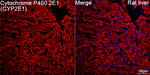 CYP2E1 Antibody in Immunohistochemistry (Paraffin) (IHC (P))