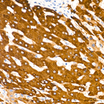 CYP2E1 Antibody in Immunohistochemistry (Paraffin) (IHC (P))