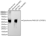 CYP2E1 Antibody in Western Blot (WB)