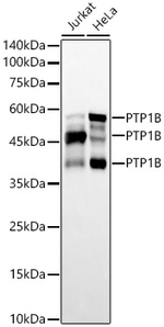 PTP1B Antibody in Western Blot (WB)