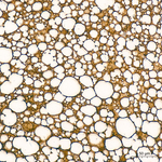 Monoacylglycerol Lipase Antibody in Immunohistochemistry (Paraffin) (IHC (P))