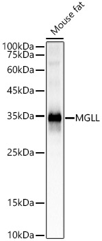 Monoacylglycerol Lipase Antibody in Western Blot (WB)