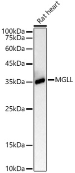 Monoacylglycerol Lipase Antibody in Western Blot (WB)